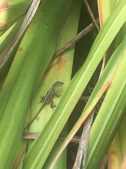 Anolis sagrei