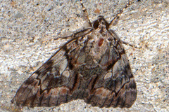 Catocala blandula