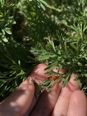 Hesperomyces virescens
