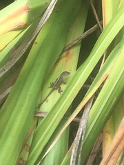 Anolis sagrei