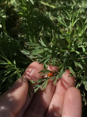 Hesperomyces virescens