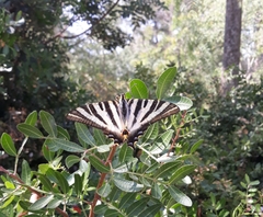 Iphiclides feisthamelii