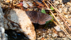 Erynnis meridianus
