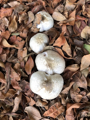 photo of Agaricus Sect. Xanthodermatei (Xanthodermatei)