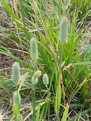 Phleum pratense nodosum