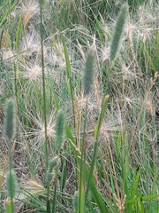 Phleum pratense nodosum