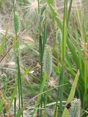 Phleum pratense nodosum