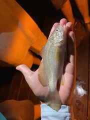 Stellifer lanceolatus