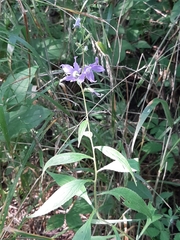 Campanulastrum americanum