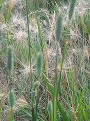 Phleum pratense nodosum