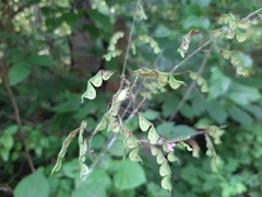 Hylodesmum glutinosum