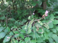 Hylodesmum glutinosum