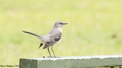 Mimus polyglottos