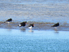 Haematopus leucopodus