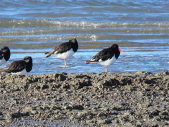 Haematopus leucopodus