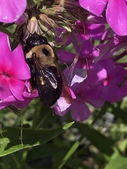 Xylocopa virginica