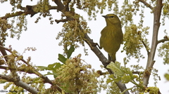 Leiothlypis celata