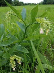 Symphytum tuberosum