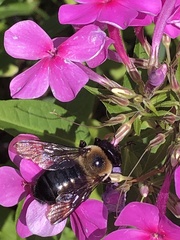 Xylocopa virginica