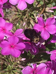 Xylocopa virginica