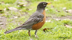 Turdus migratorius