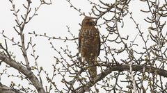 Buteo lineatus