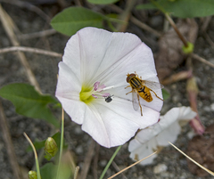 Parhelophilus versicolor
