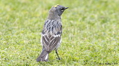 Setophaga coronata