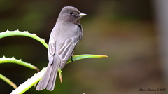 Sayornis nigricans