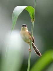 Prinia socialis