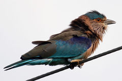 Coracias benghalensis