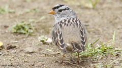 Zonotrichia leucophrys
