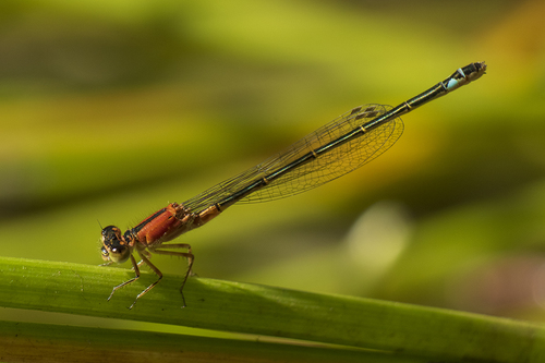 Iberian Bluetail, photo 3 of 8