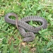 San Felipe Ground Snake - Photo (c) José Luis Mendoza Betanzos, some rights reserved (CC BY-NC), uploaded by José Luis Mendoza Betanzos