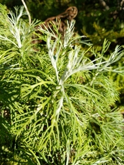 Athanasiinae