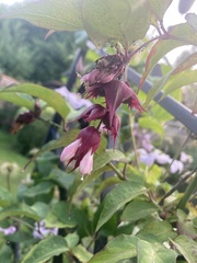Leycesteria