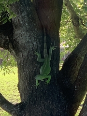 Iguana iguana