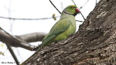 Psittacula krameri