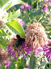 Xylocopa violacea