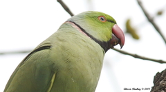 Psittacula krameri