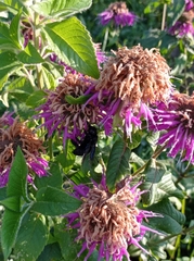 Xylocopa violacea