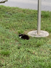 Leporidae