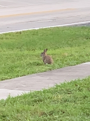 Leporidae