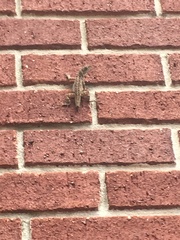 Anolis sagrei