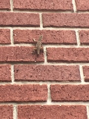 Anolis sagrei