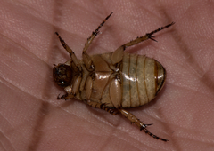 Anomala trivirgata