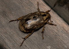 Anomala trivirgata