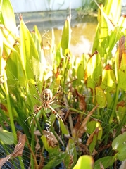 Argiope bruennichi