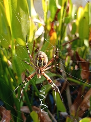 Argiope bruennichi