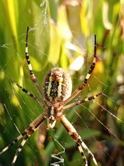 Argiope bruennichi